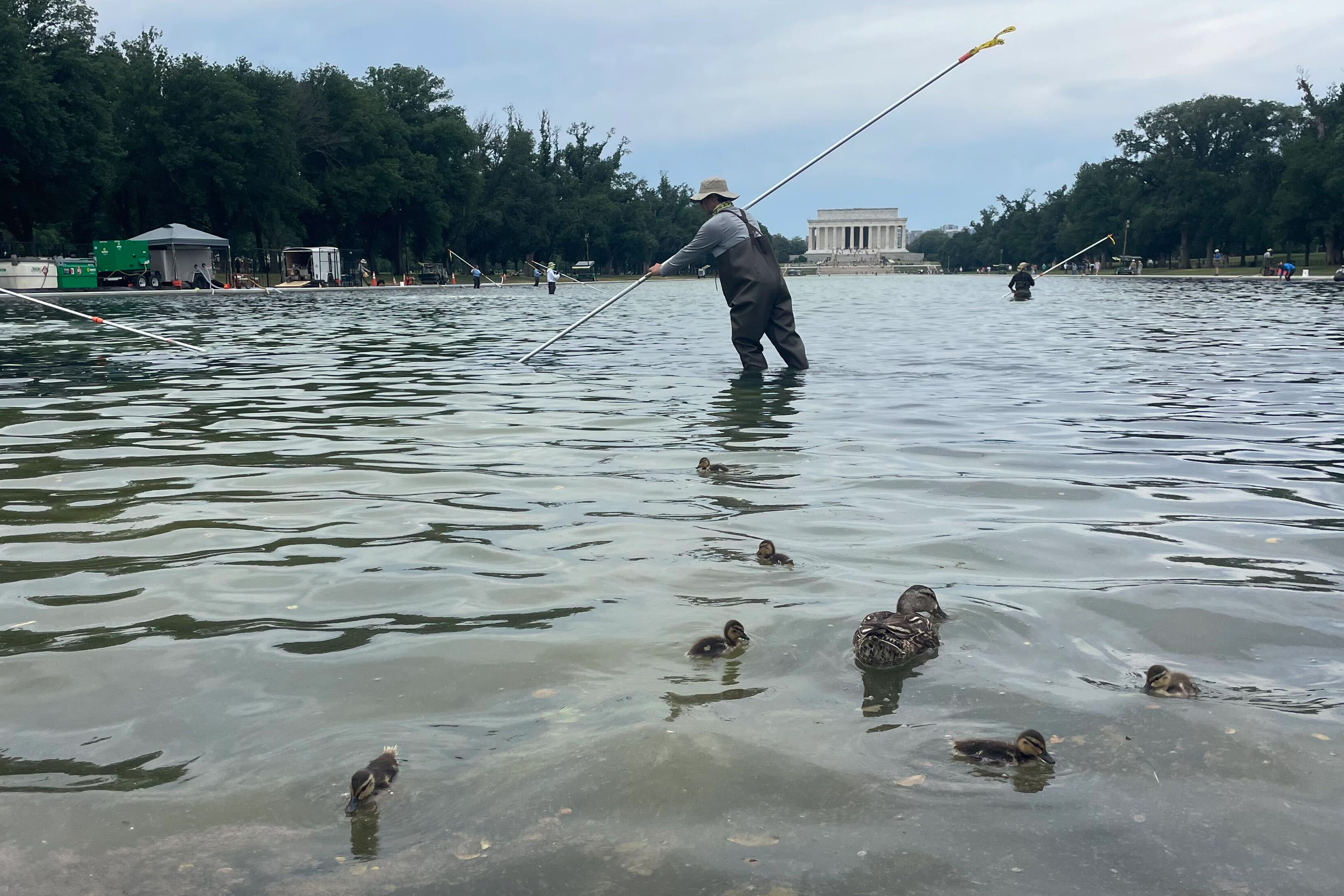 Dead Ducks Found Near Lincoln Memorial Reflecting Pool Under Investigation
